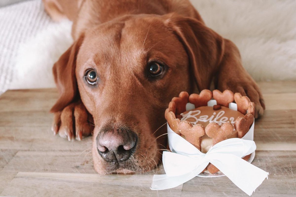 Bailey 🐾 tweet media