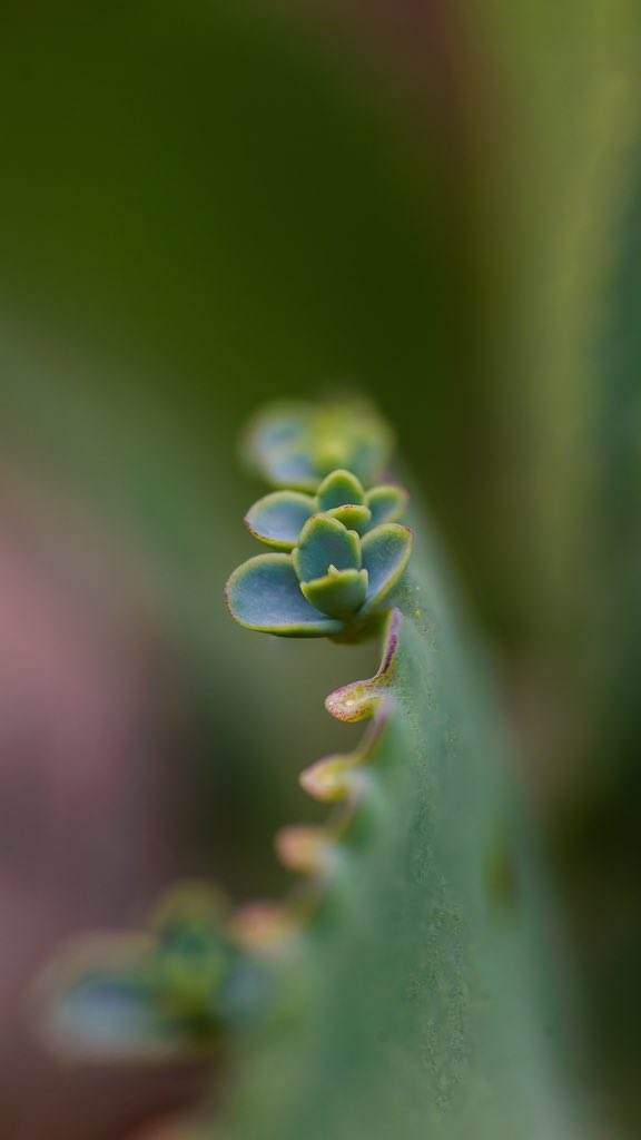 OwenAnkrah's tweet photo. Photography is sometimes about perspectives. You can look closely or look at the bigger picture. How you tell your story is up to you. @NikonUSA #D610 @TokinaUsa #100mm f2.8 macro. #shotback #macrohour #nature https://t.co/yzRYpg94zT