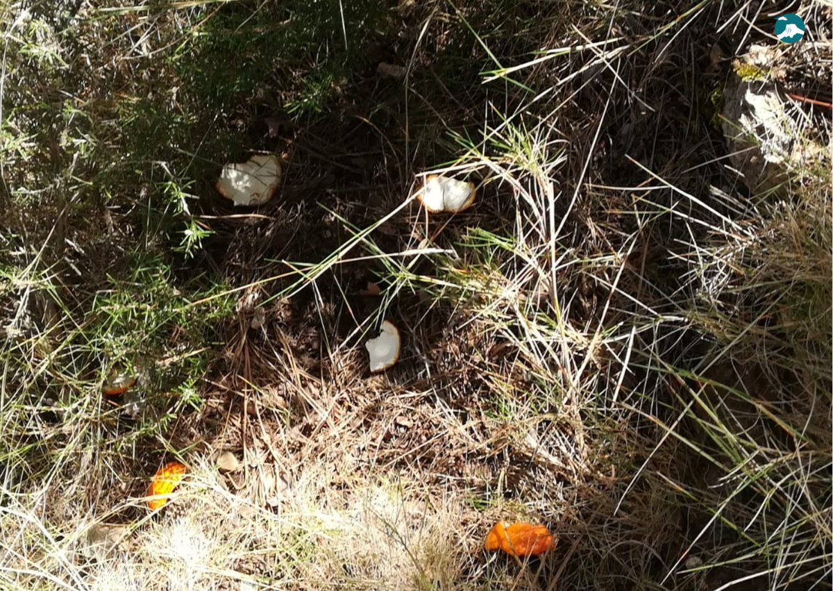 SierraEspunaPR's tweet photo. Y de repente a casi 1200 metros de altitud encuentras basura #biodesagradable que interfiere en el #ecosistema 😓¿Crees que el #bosque la necesita🤔? Aunque sea orgánica puede causar daños a la #VidaSilvestre
Llévate siempre contigo lo que traigas, cuidemos #SierraEspuñaPR 😉❤️ https://t.co/3P1vWdTn8K