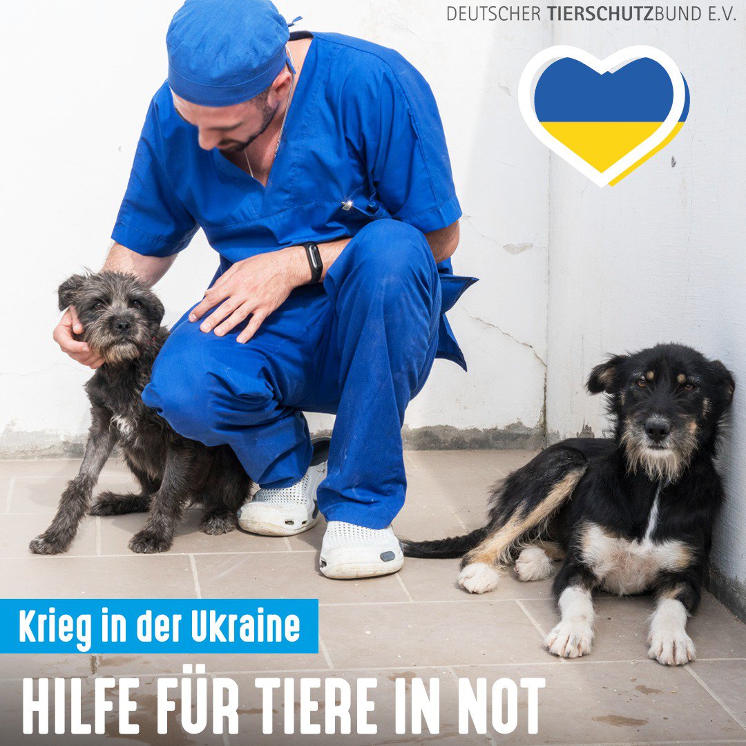💙💛 Hilf den Tieren in der #Ukraine mit deiner #Spende ▶️ tierschutzbund.de/spendenportal/… 

Unsere Tierschutzvereine & Tierheime sind vorbereitet, Tiere von Geflüchteten aufzunehmen. Wir stehen mit Partnern bereit, um mit Futterspenden, Medikamenten, tierärztlicher Versorgung zu helfen.
