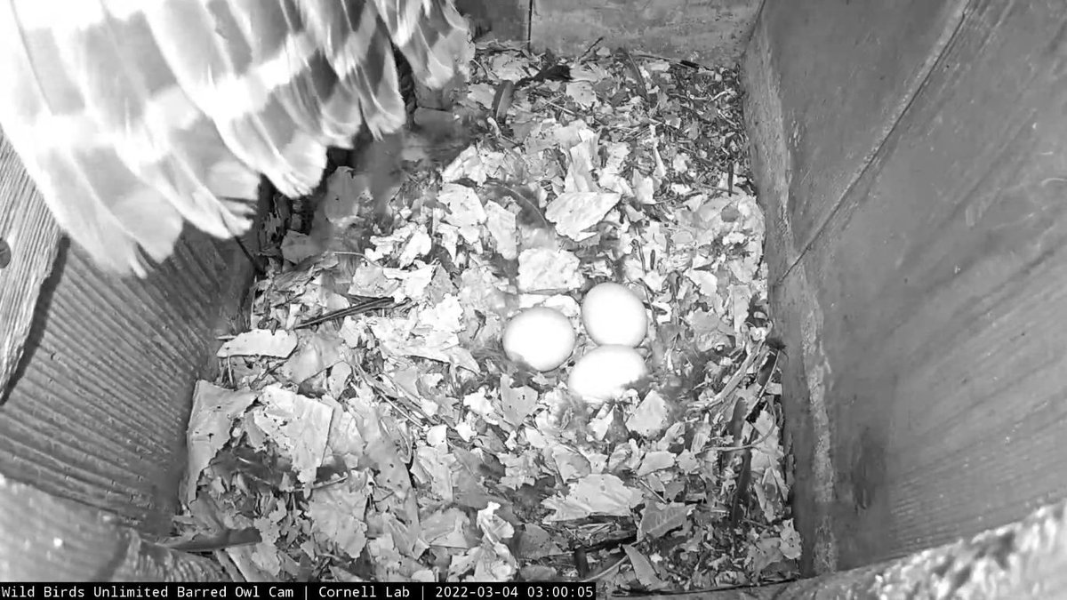 WBU_Owls's tweet photo. 3:00 3/4 We have a third egg! Not sure if it was laid on 3/3 or 3/4 but here's our first good look at the new arrival. https://t.co/DCJfQuRGwO