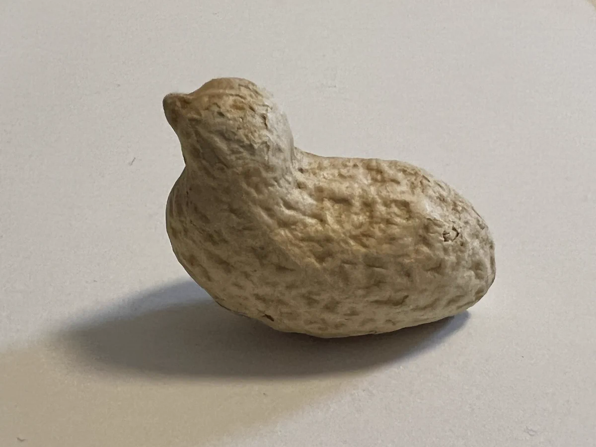 幾度となく食べてきた落花生。完璧な鳥の形の落花生に出会う！