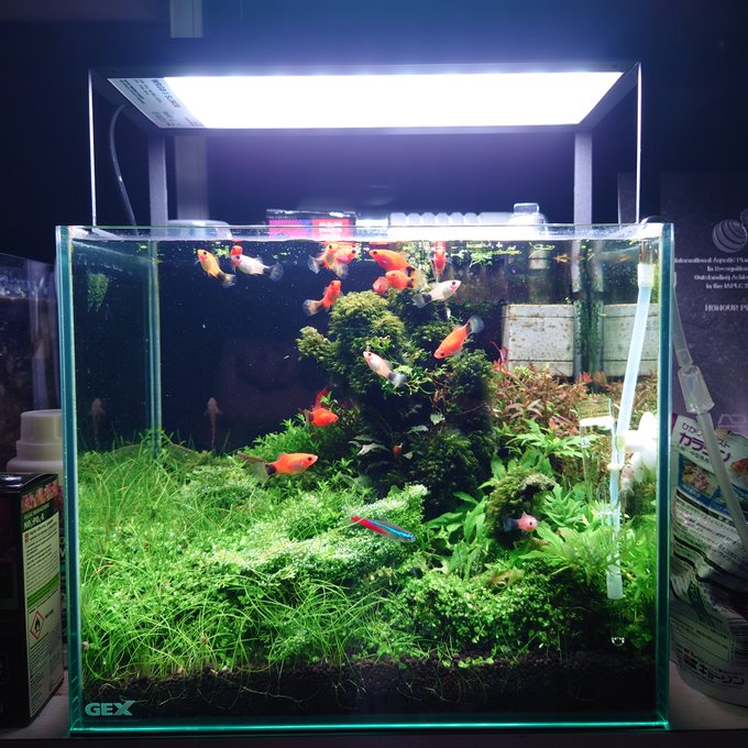 水草水槽向け Phと硬度を下げる方法 Ordinary Aquarium