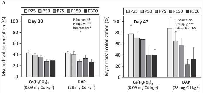 plantandsoil's tweet photo. The Editor’s article choice "Reduced root mycorrhizal colonization as affected by phosphorus fertilization is responsible for high cadmium accumulation in wheat" read it here: https://t.co/aJlnbqp8j8
#PLSO #mycorrhizal  #soilsterilization #Fertilizers #cadmium https://t.co/2HGWOecQOz