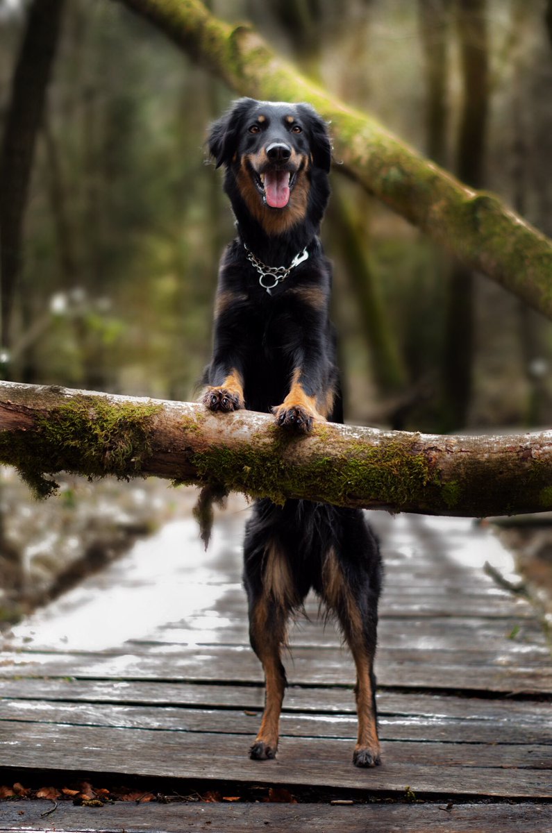 Hi!Weekend mode ▶️🔛#DogLover #dogsoftwitter