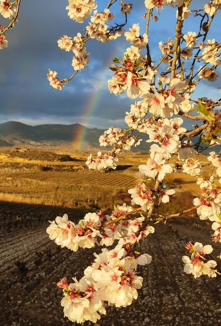 Siempre que llueve escampa, y si tienes suerte puedes ver el arcoiris. Todas las estaciones son buenas para visitar #SVSonsierra. Consulta nuestra web 🖥️ svsonsierra.es #destinoseguro #temerecesLaRioja
#viajarseguro #travelsafe #turismo ##turismonatural  <a href="/lariojaturismo/">La Rioja Turismo</a>