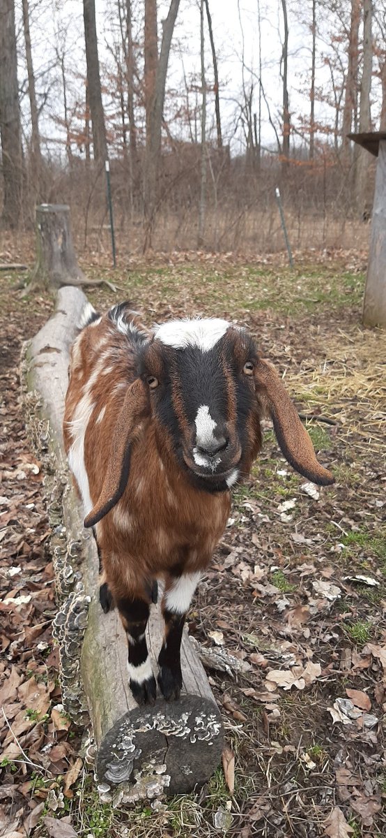 GlobalSoaps's tweet photo. Patches was all for posing yesterday 😍
#goats #Globalsoaps #goatsmilksoap https://t.co/oqYcRSkrpn