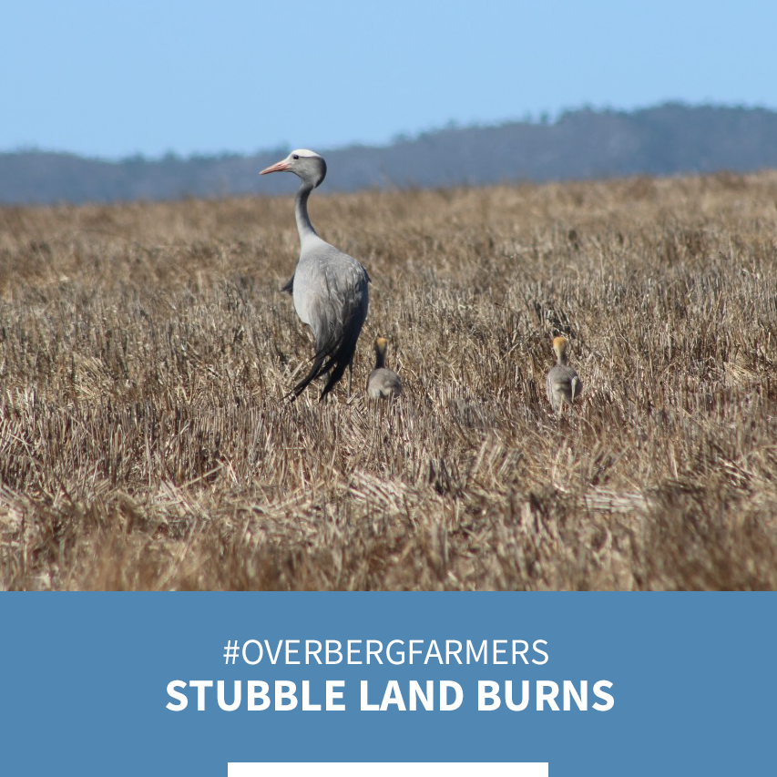 overbergcrane's tweet photo. It's not unusual to burn stubble lands in the #Overberg at this time of year. So we ask our Overberg #farmers to check those lands before lighting the match, to give #BlueCranes and their chicks a chance to move away from any danger first. @OverbergFPA https://t.co/IzTimrONtp