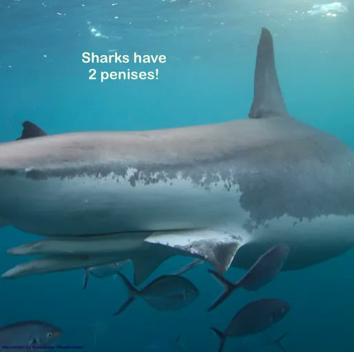 #sharks #scicomm #FactFriday
