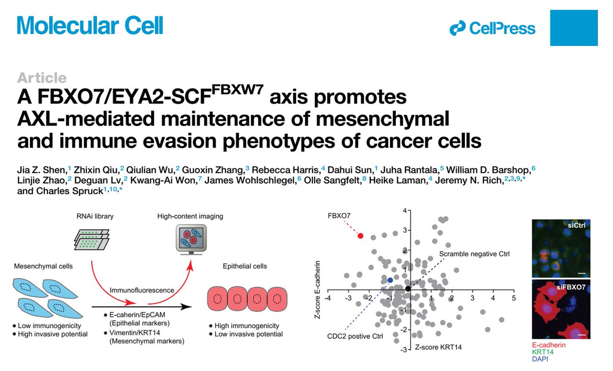 MisvikBiology (@misvikb) on Twitter photo Are you interested in the regulation of mesenchymal tumor phenotype in human cancers. Check out our latest work fresh off the press at Molecular Cell. doi.org/10.1016/j.molc… Are you interested in the regulation of mesenchymal tumor phenotype in human cancers. Check out our latest work fresh off the press at Molecular Cell. doi.org/10.1016/j.molc…