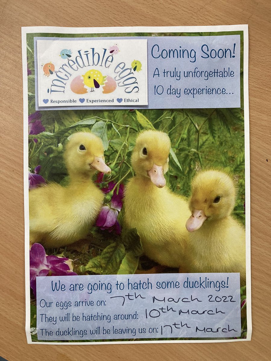 Reception_BG's tweet photo. Three more sleeps until our eggs arrive…🦆 #EYFS #BG #livingeggs #ducklings #lifecycles https://t.co/JDT5pUQEaO