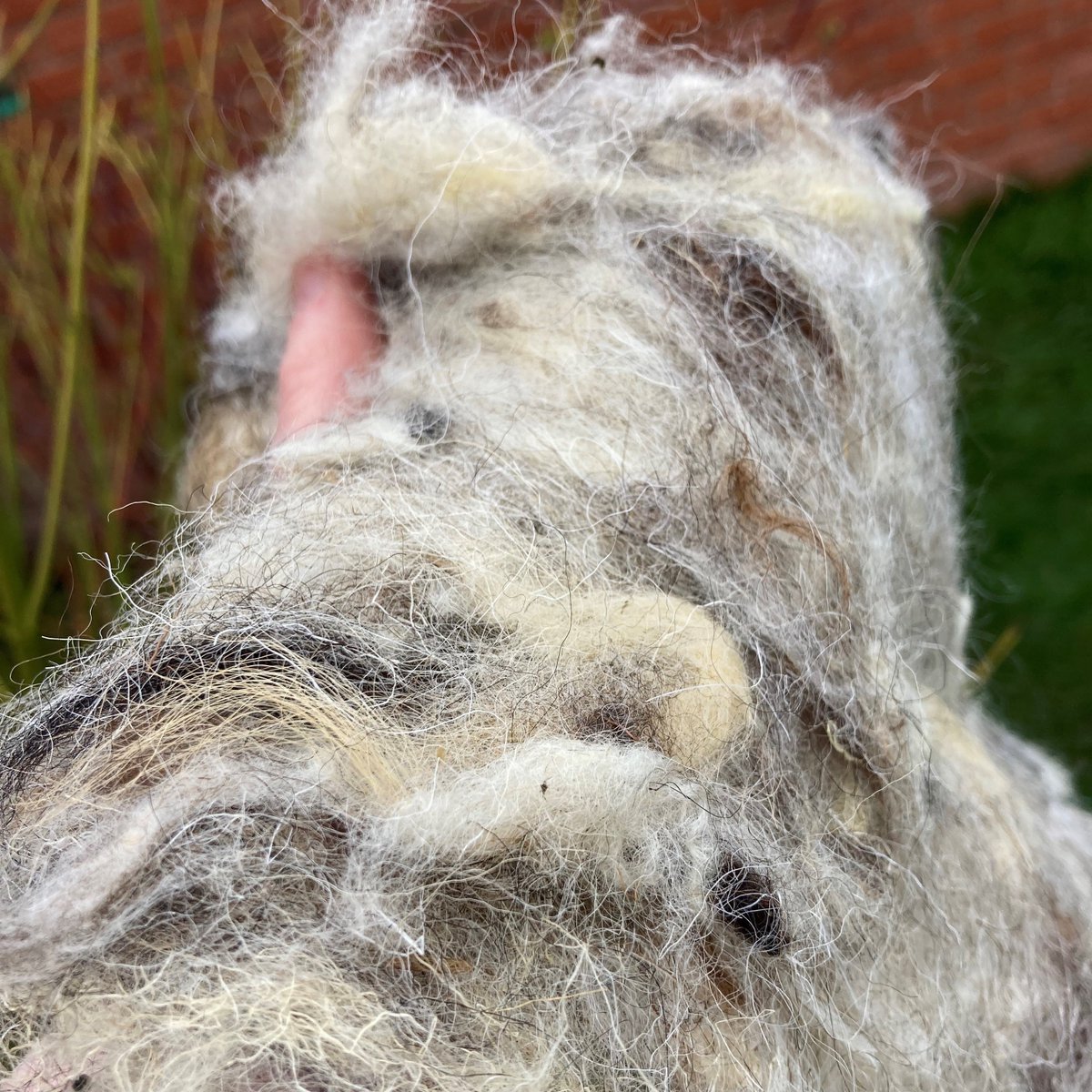 Help the birds and dot some nesting material around your garden or outside space. Natural wool and straw are great but avoid pet fur (due to spot on treatments) or human hair (too thin and tangly). Birds also love patches of moss; it acts as a cosy lining for nests #spring 🐣