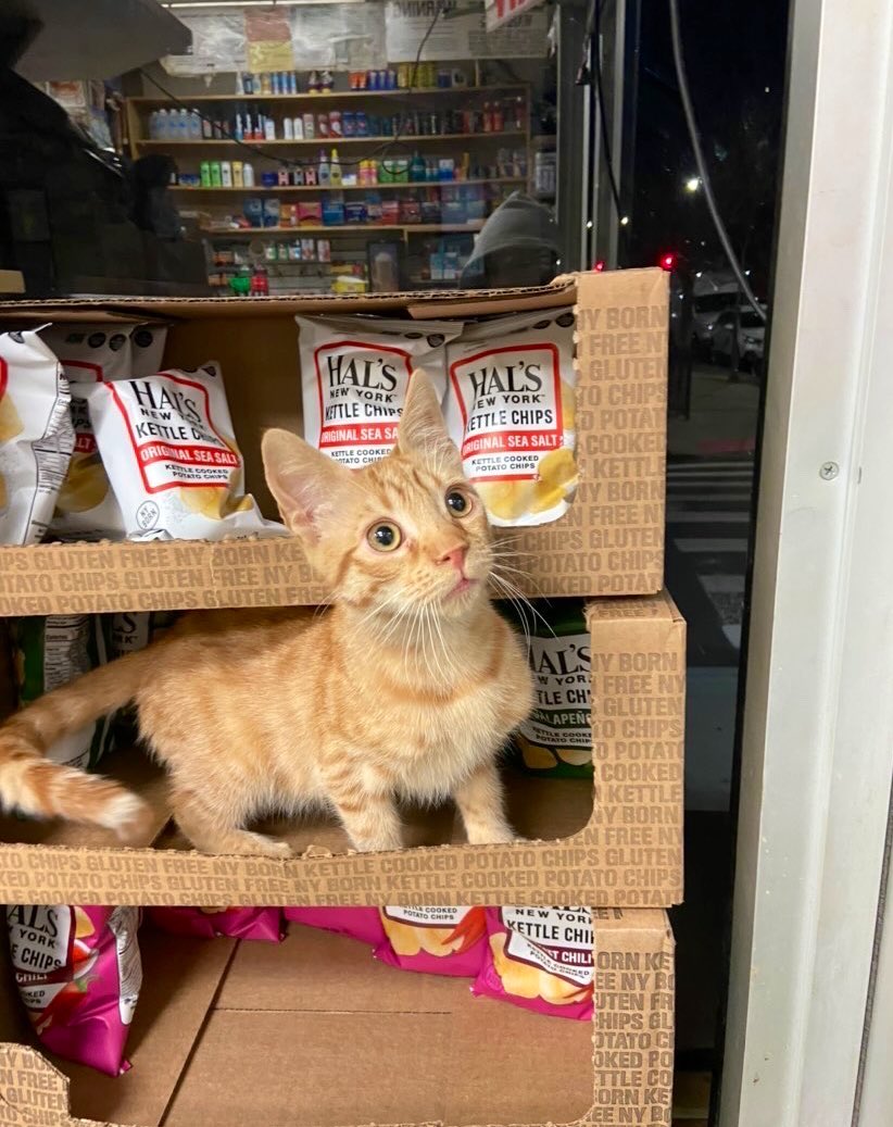Bodegacats_'s tweet photo. https://t.co/GIYgBRTOcL
