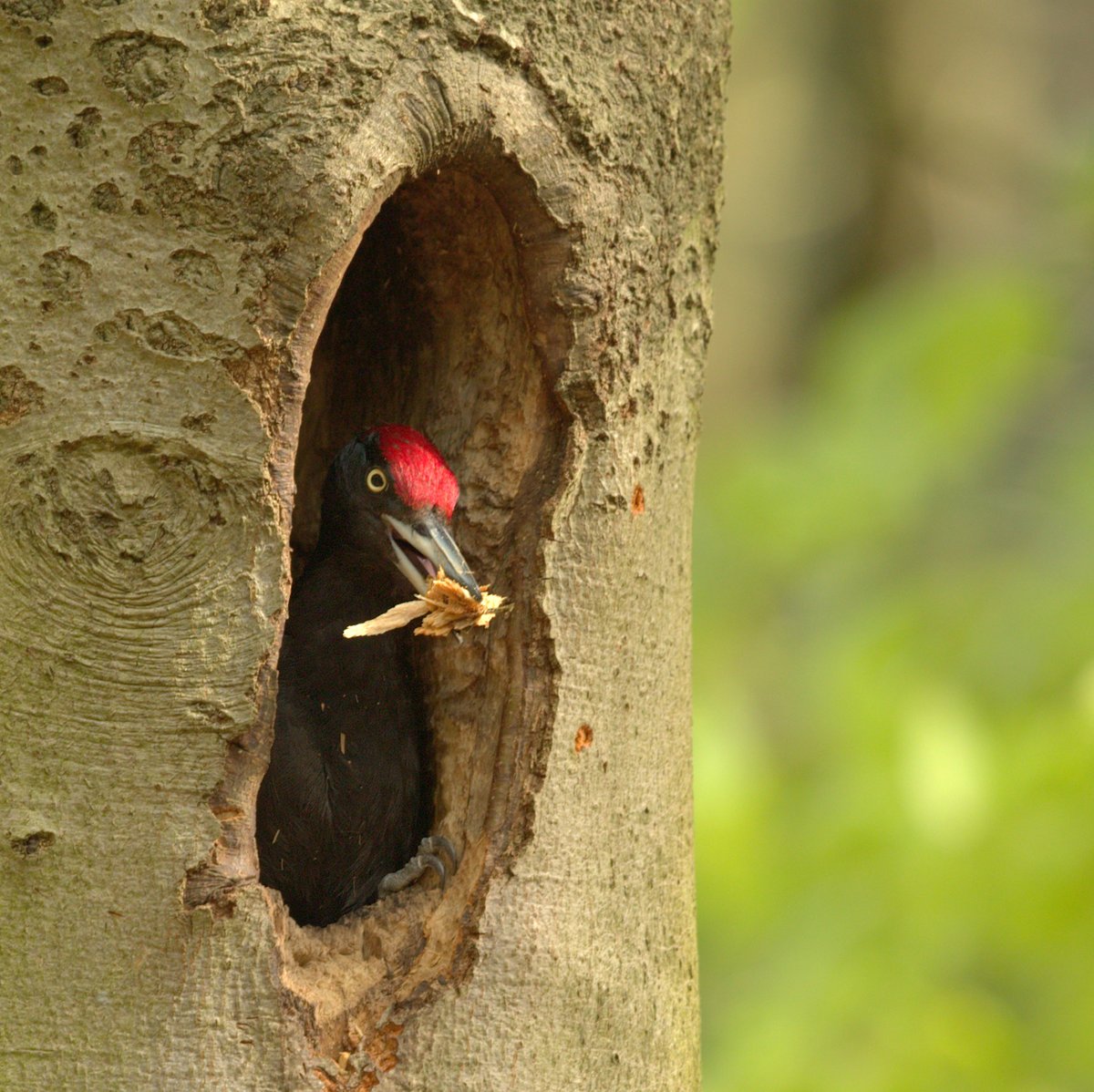 Morgen wordt een heerlijke lentedag. Met een verfrissende lentewandeling in het Drents-Friese Wold maak je het af!
Meld je aan voor de Woldwandeling op zaterdag 5 maart, 13.30 uur. staatsbosbeheer.nl/uit-in-de-natu…