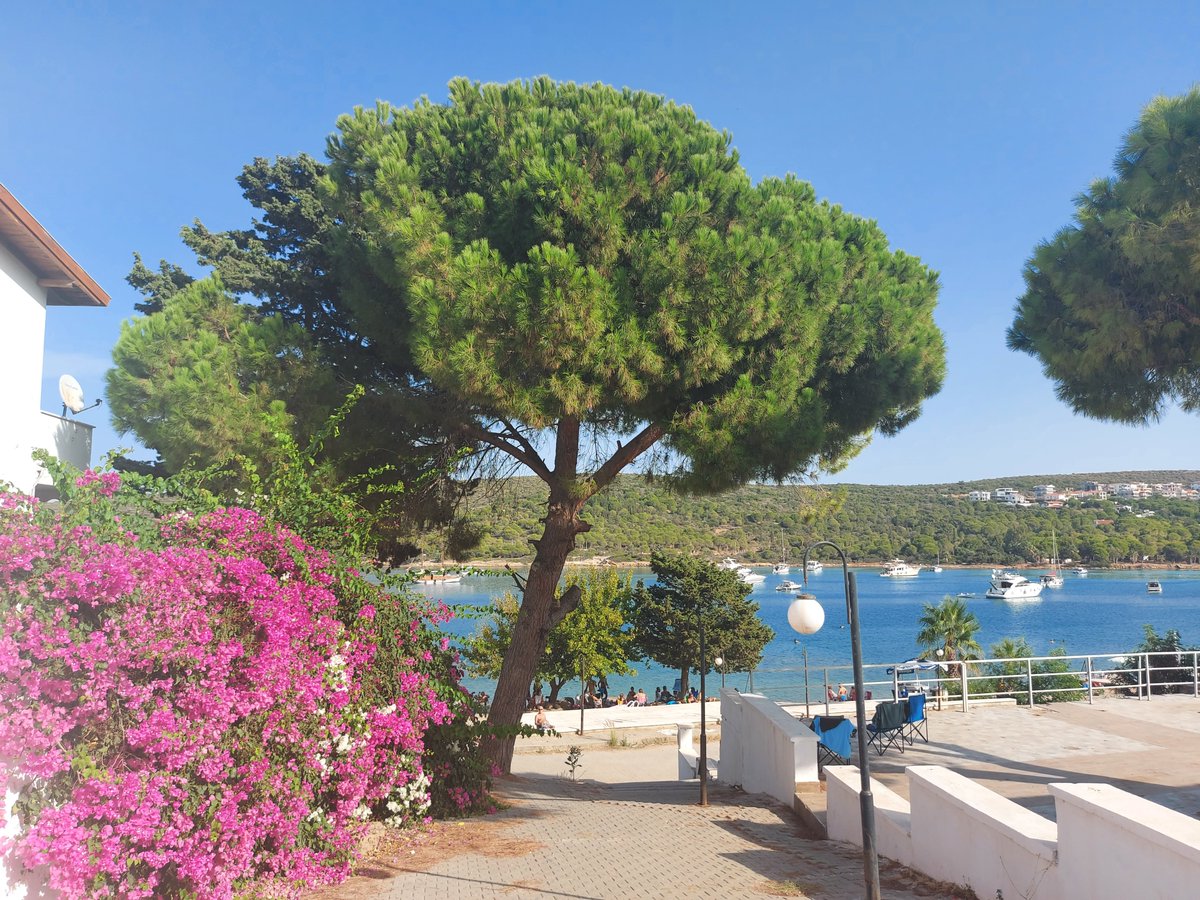 landscape_man_'s tweet photo. The plants and sea
The perfect harmony of tree and sea.
#NFT #NFTCollection #NFTCommunity #OpenSeaNFT #OpenSeaPolygon #seanft
https://t.co/cxTLXP0Zum https://t.co/lM08vPUkv7