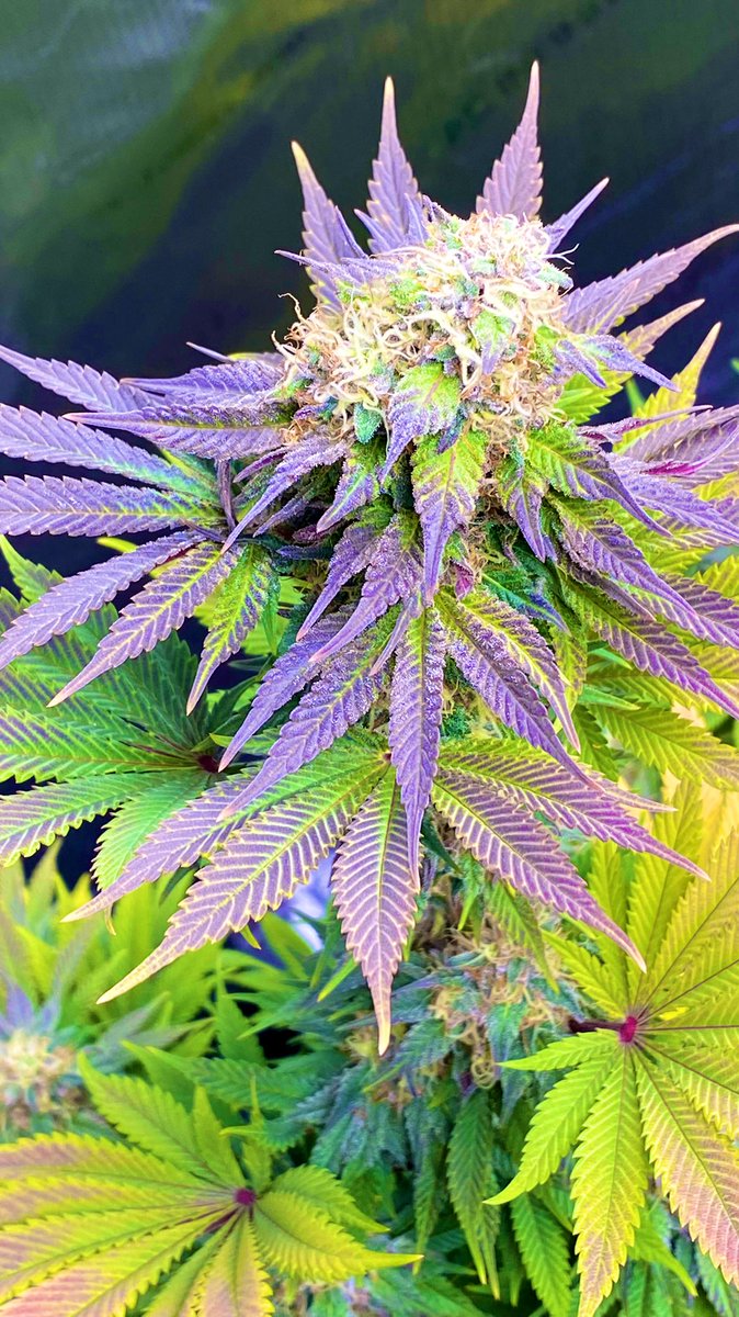 EmeraldZoo's tweet photo. All dressed to impress this morning! The triplets are now displaying their fall colors load and proud. The aromas are pungent and power packed. They are sticky icky yummy. Not the only way by no means, but definitely done the #EZWay don’t overthink your grow, just let it flow….. https://t.co/pbXebzp7gQ