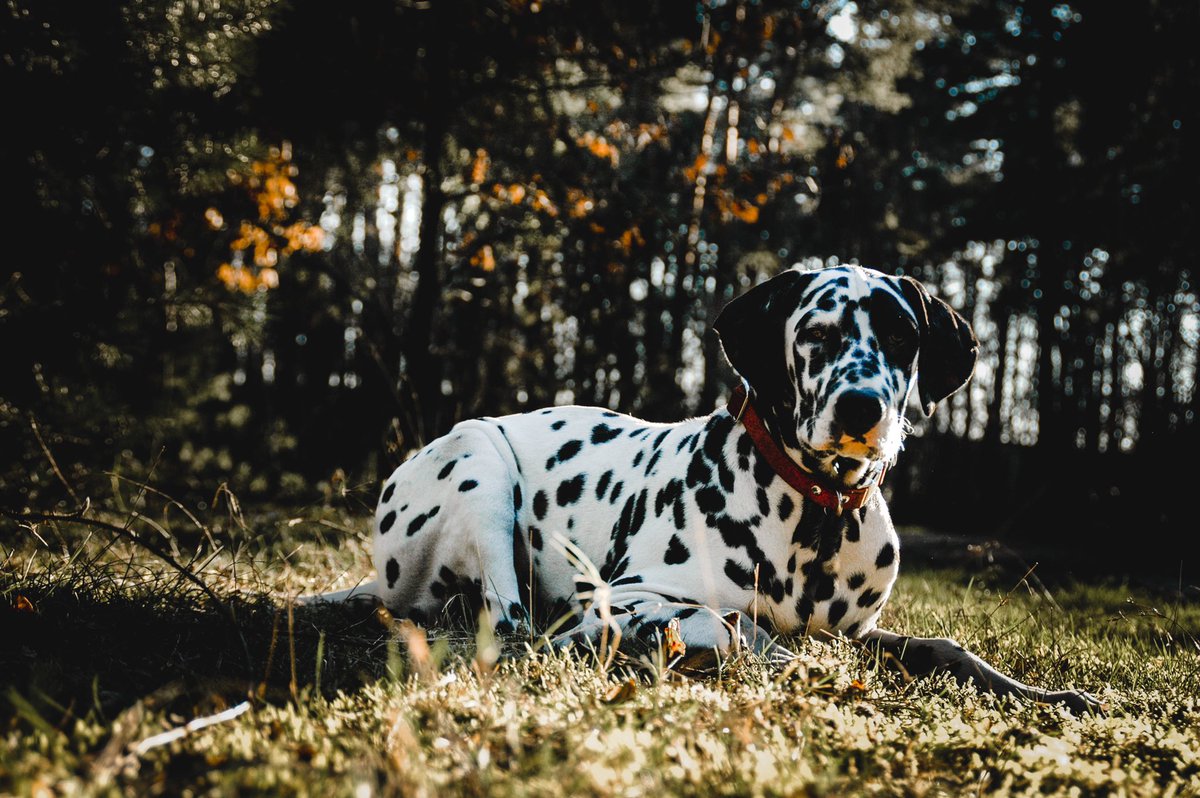 Enjoying the warm spring weather in our country! 🌿🍃

#dogsofinsta #twitterdogcommunity #dalmatian