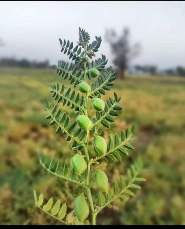 #अमेरिका_ने_यूक्रेन_को_इसी_पेड़_पर_चढ़ाया_था