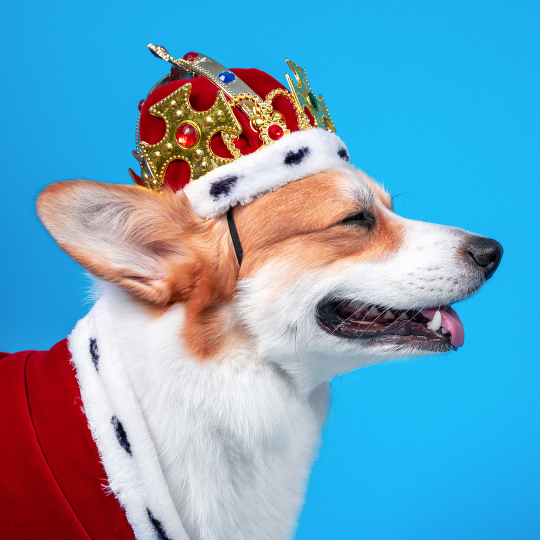 BroadlandDC's tweet image. To celebrate the Queen’s Jubilee, we are seeking local artists to produce imaginative sculptures, in any medium, to resemble the Queen’s Corgis. Sculpture completion deadline: 9 May.  Expression of interest emailed to communities@southnorfolkandbroadland.gov.uk by 21 March.