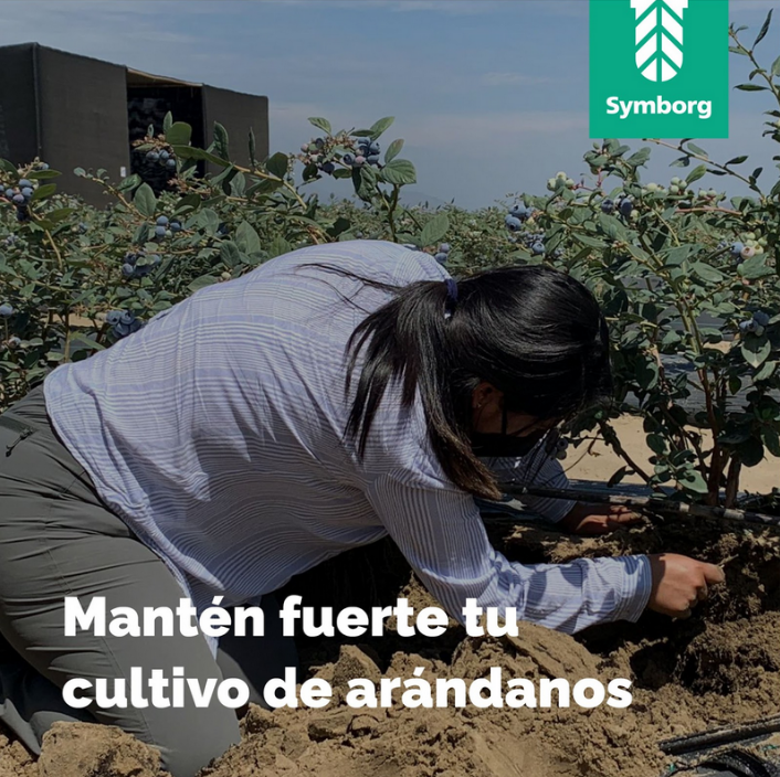 SymborgLATAM's tweet photo. Los arándanos ya se encuentran en temporada de fase fenológica en los campos de #Perú, por lo que es importante mantener la calidad y nutrientes del suelo con TrichoSym Bio.

Descubre más aquí: https://t.co/QBm517OxE5

#Symborg #agricultura #arandano #trichosymbio #bioestimulante https://t.co/zCzquZV0nC