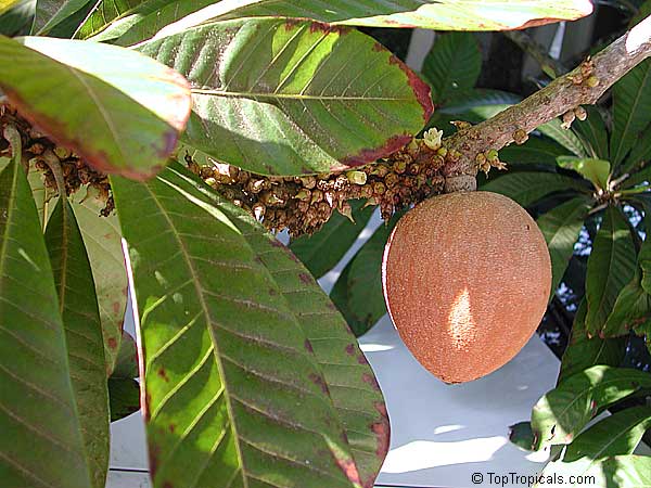 toptropicals's tweet photo. #Pouteria sapota - Mamey Sapote Magana is popular cultivated #tropicalfruit. It can be grown in container, good for small yard. The fruits are extra large with excellent flavor. They have rough, brown skin, red to orange pulp.
https://t.co/aZWC4ZLoHC
#exoticfruits
#FridayFeeling https://t.co/RVPfGWSivR