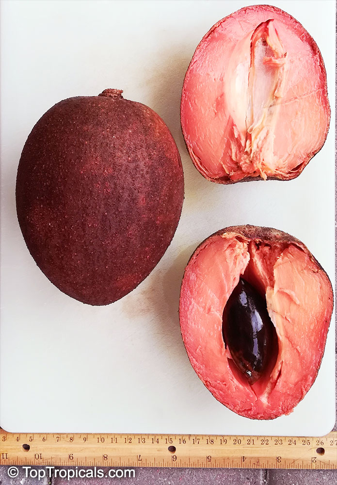 toptropicals's tweet photo. #Pouteria sapota - Mamey Sapote Magana is popular cultivated #tropicalfruit. It can be grown in container, good for small yard. The fruits are extra large with excellent flavor. They have rough, brown skin, red to orange pulp.
https://t.co/aZWC4ZLoHC
#exoticfruits
#FridayFeeling https://t.co/RVPfGWSivR