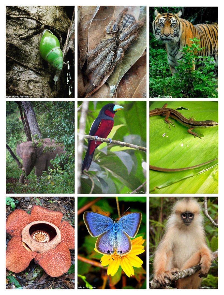 Everyday is World Wildlife Day!! 😁
Happy #worldwildlifeday2022 everyone!
Million thanks for your support to preserve our Sumatran Wildlife together.