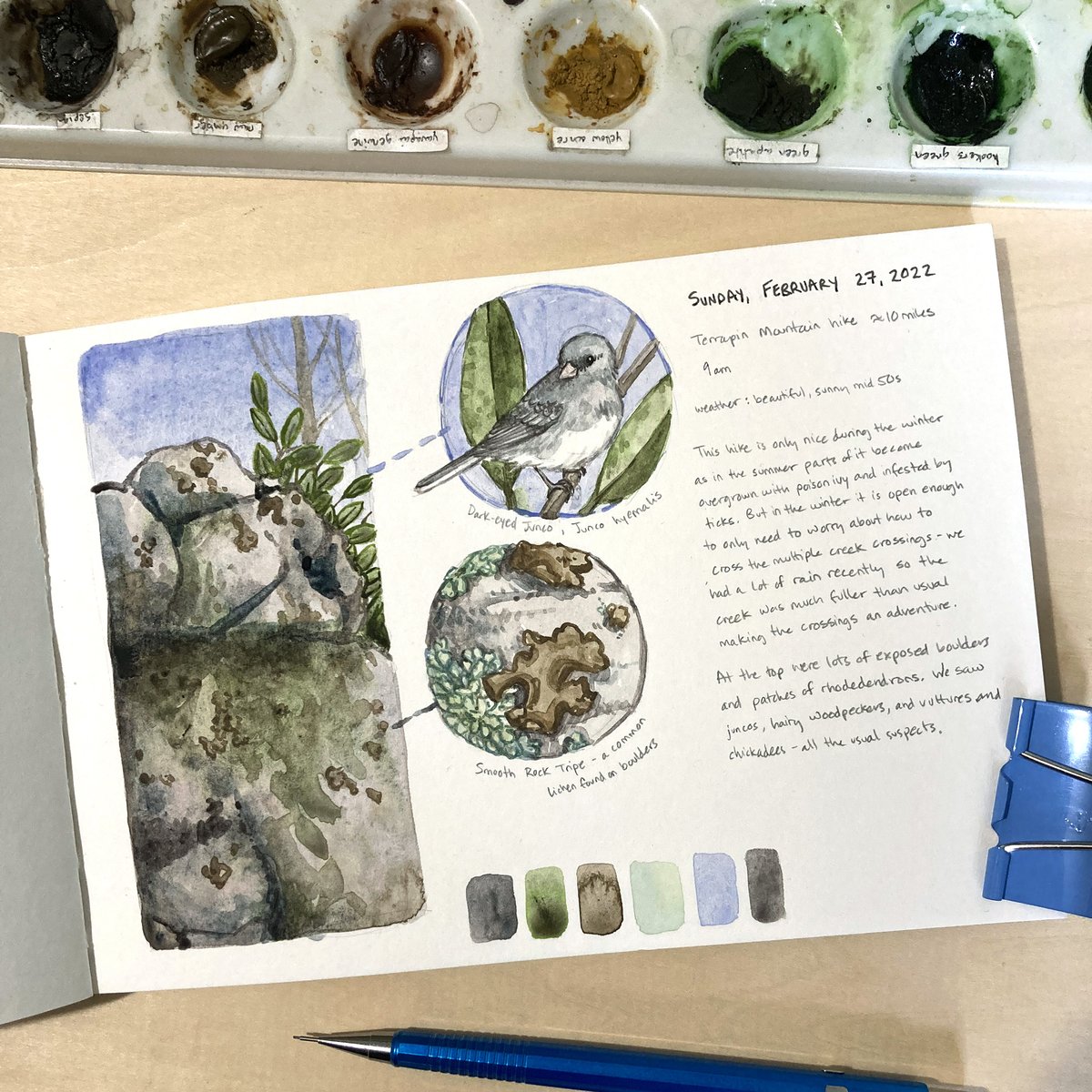 lroweart's tweet photo. Nature journal page from Sunday's hike up Terrapin Mountain - lots of adventurous creek crossings, tunnels of rhododendrons, and boulders covered in lichen. 
#naturejournal #artjournal #winterbirding https://t.co/S28UKHd4sX