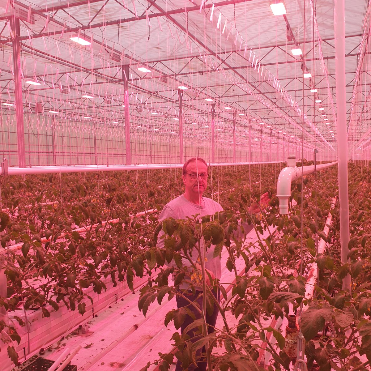 The greenhouse of tomato grower Jon Olav Runestad is located on the Norwegian island Fogn. Electrical capacity is limited with only 230V available. By growing under a new 100% HORTILED installation, the desired light level is easily met, resulting in the best Norwegian tomatoes!