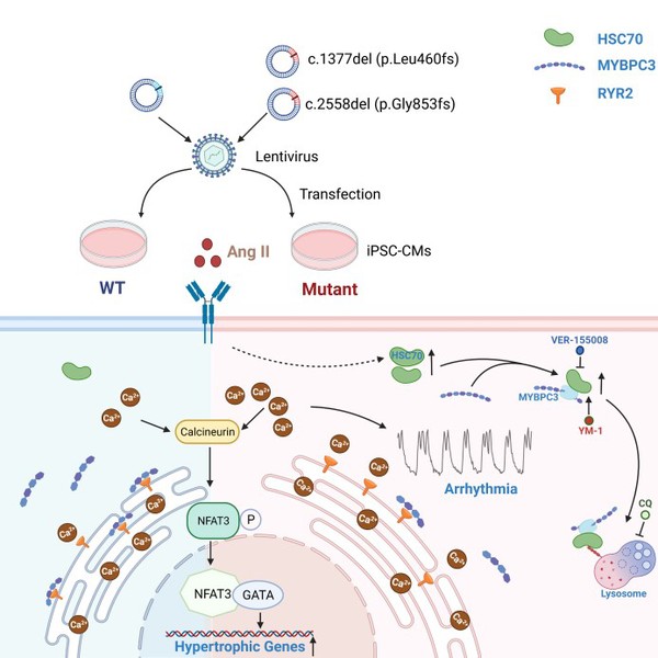 The latest findings of Prof. LIANG Ping elucidated the molecular mechanisms underlying MYBPC3-related hypertrophic cardiomyopathy (#HCM), providing insights for a potential therapeutic target for the disease.

zju.edu.cn/english/2022/0…

#ZJUresearch #SDG3