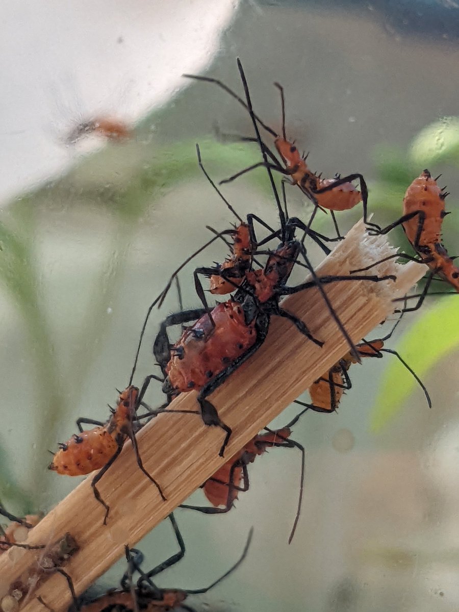 ArthropodAbbey's tweet photo. I am going to try a new (for me) thing where I post a #Bugfact every Friday for #Bugfactfriday which I am shamelessly ripping off from my time at @WSUEntomology
First up: Leptoglossus zonatus nymphs giving each other a piggy back ride! https://t.co/y9IdRWa8LM