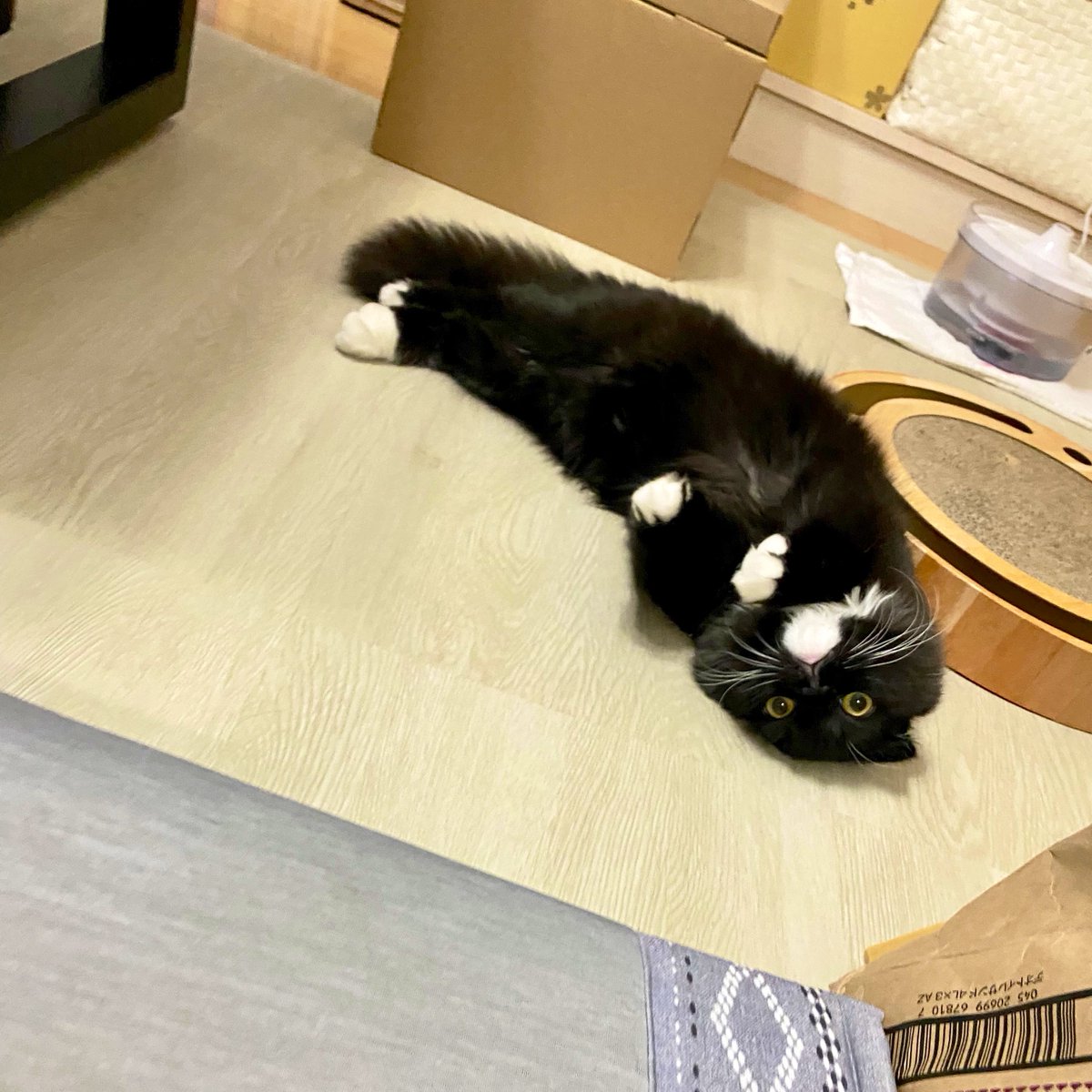 unagineko_una's tweet image. これは明日タマタマを取られることをまだ知らない猫

#白黒猫 
#猫のいる暮らし 
#猫