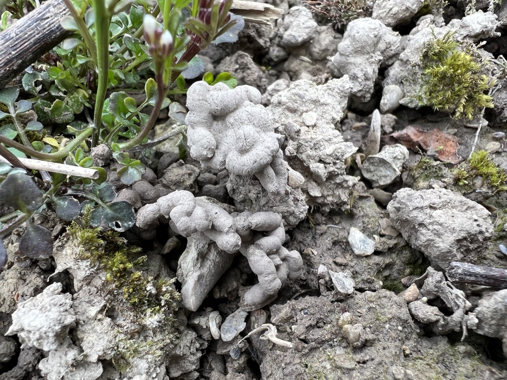ClosdeBeaujeu's tweet photo. Beau spectacle de l'abondance de turricules (ces tortillons de terre sont les boulettes fécales des lombrics, composés de déchets de terre) au pied des vignes. Riches en matières nutritives, ce sont les meilleurs fertilisants du sol ! #ClosdeBeaujeu #Chavignol https://t.co/NaLQaZo7PH