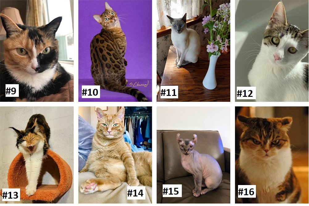 TedandAmy's tweet photo. Meet the top sixteen cats in our @93QSyracuse 
MEOW MADNESS! Read all about them and vote here: 

https://t.co/MWFQO5X7zd

Thanks to our sponsors @CountryMax and @MatthewsAutoNY https://t.co/jvqKcgy6Db