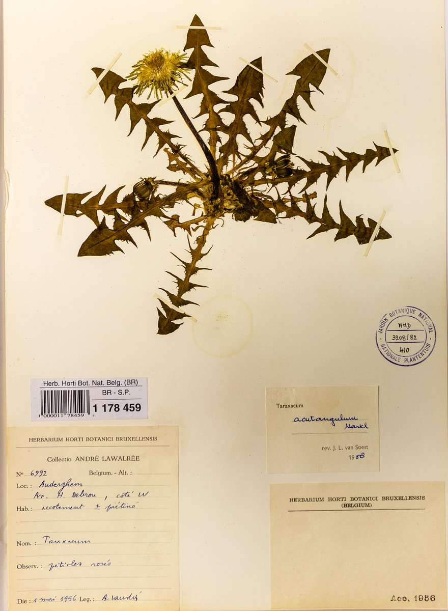 <a href="/KarstMeijer/">Stichting Herbarium Frisicum</a> en #Peter gaan zorgvuldig door de collectie Taraxacum sp. in het #HerbariumMeisse heen uiteraard aantal soorten soms met  incorrecte naamgeving. Het oudste herbarium exemplaar tot nu gevonden is van 1857.