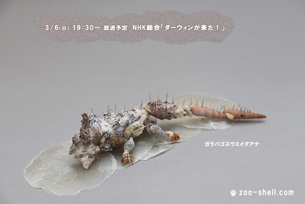 zoo_shell's tweet photo. 【お知らせ】2022年3月6日（日）19時30分〜20時放送予定 NHK総合「ダーウィンが来た！(珍絶景!珍生物!砂漠のミステリー)」にて、かいのどうぶつえんが登場予定です。お楽しみに！https://t.co/FT4rMHQU9a https://t.co/SvihhMjax7