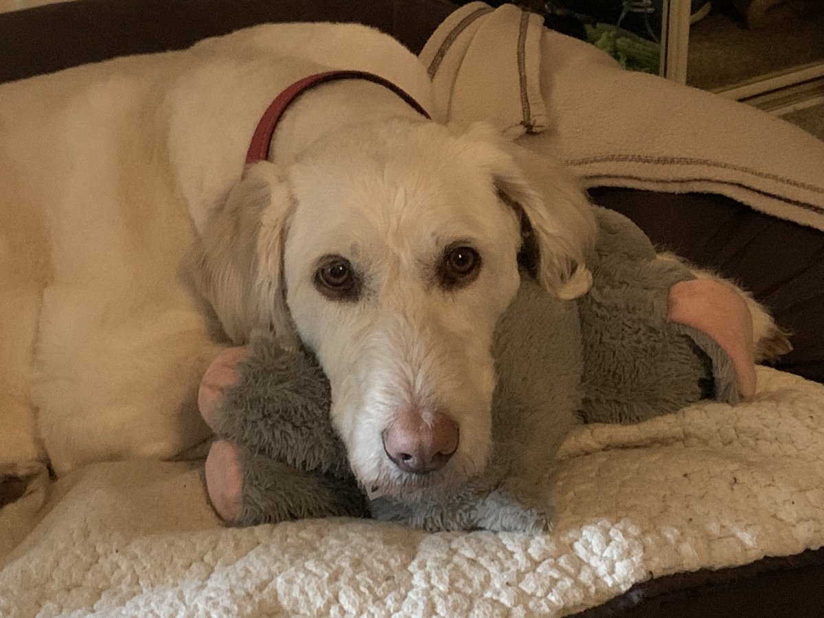loopsylaurs's tweet photo. After Twitter blocked my account for months I’m so pleased to finally be back and so is my baby Noods. She’s happy cuddling up to her squeaky dog. Sorry if I’ve missed birthdays so happy belated birthday to everyone xx https://t.co/jQm83U9taS
