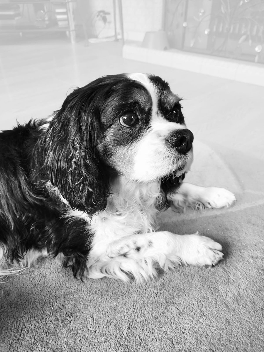 Mummy says I'm sooooo handsome she wants to smooch me all over!  Can't she just give me treats instead??  #cavpack #dogsoftwitter