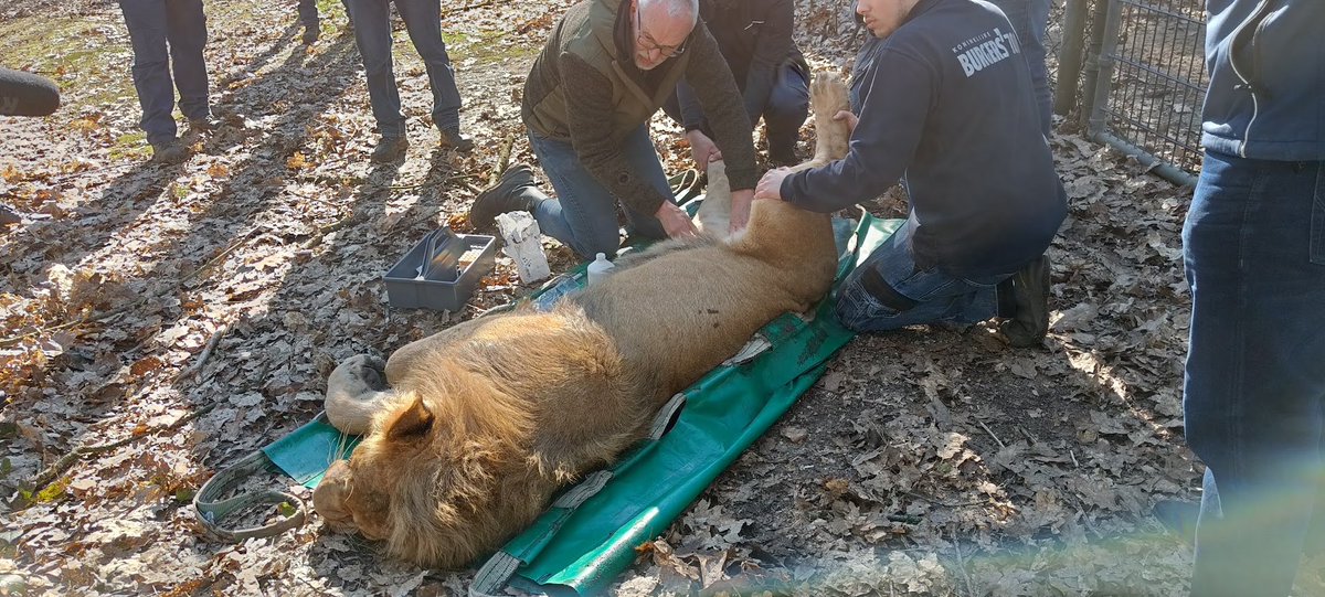 Donderdag 3 maart 2022 is een jong leeuwenmannetje verhuisd vanuit <a href="/burgerszoo/">Burgers' Zoo</a> naar de Poolse dierentuin van Plock. Hier mag ons mannetje samen met twee jonge vrouwtjes uit Emmen een nieuwe 'Nederlandse' dynastie gaan vestigen.