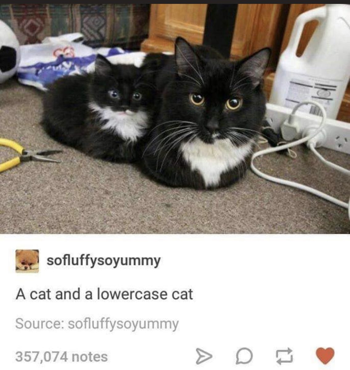 WholesomeMemes tweet media