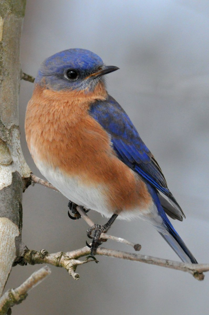 Gerard_2981's tweet photo. Is there such a thing as too many Bluebird photos ? 😊 https://t.co/8wJxfOevkj