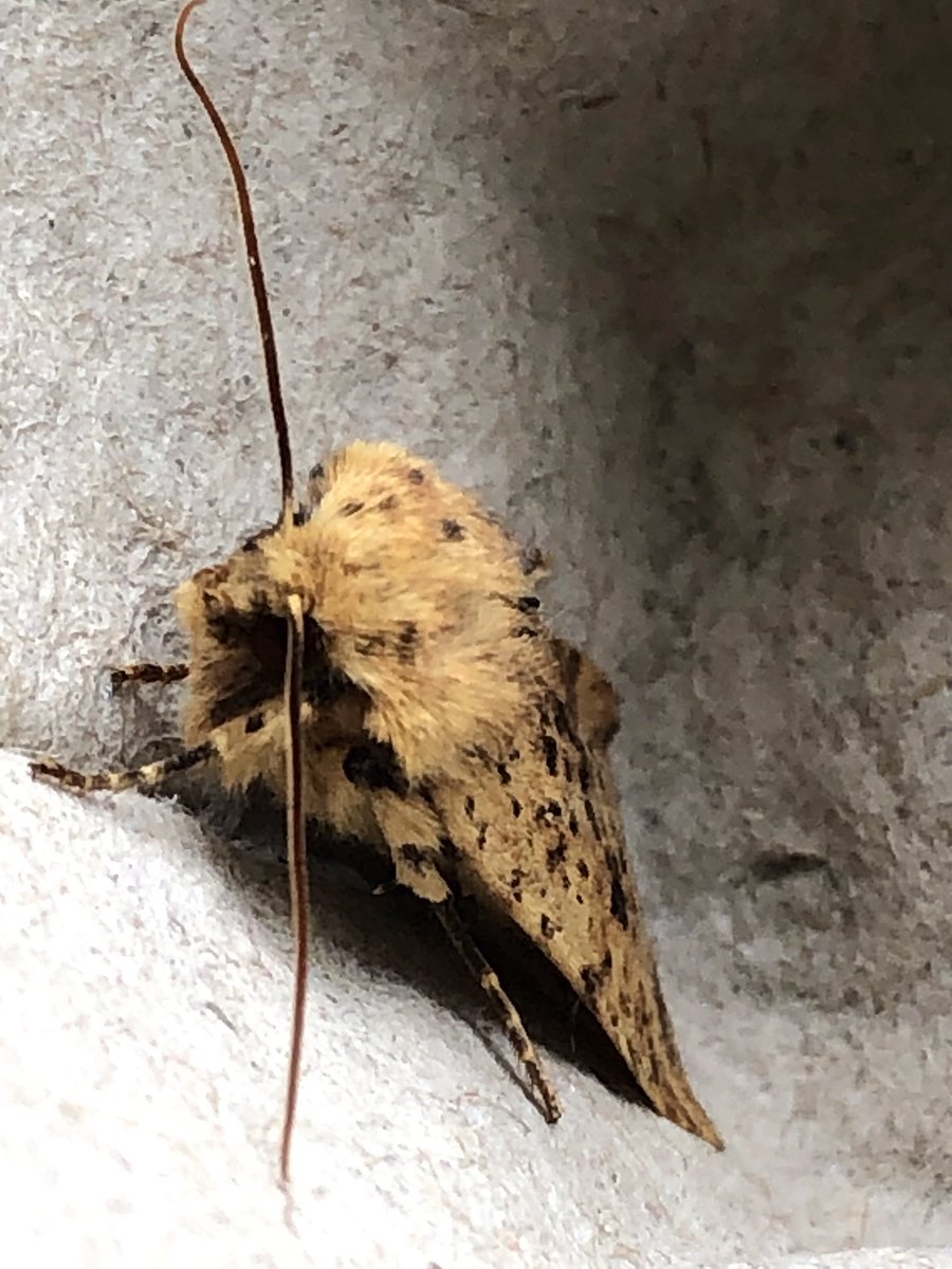 maryewalker24's tweet photo. Best night of the year so far in our garden. 28 of 10 species, the stars for us were a single Herald &amp; a single Dotted Chestnut. And as an extra The Best Beloved came in after letting the dog out with an Oak Beauty sitting on his head!🤣 #allcounts https://t.co/q0KV3U3WK3