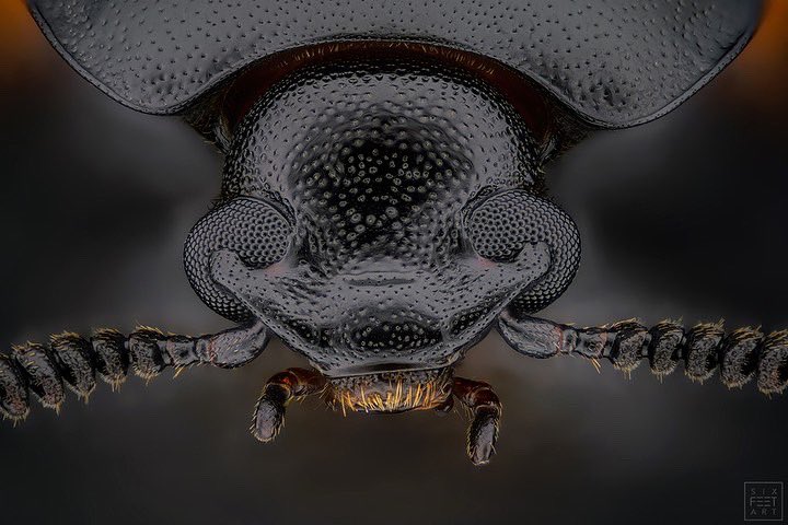 sagaOptics's tweet photo. Tenebrionidae, Diaperis boleti. He feeds exclusively on mushrooms. His favorite mushrooms are the birch and sulfur porling. Both, the beetle and the larvae live on, with and in the fungus. It is considered widespread and not endangered. 

#mushroom #tenebrionidae #coleoptera https://t.co/hSfvxB0dwd
