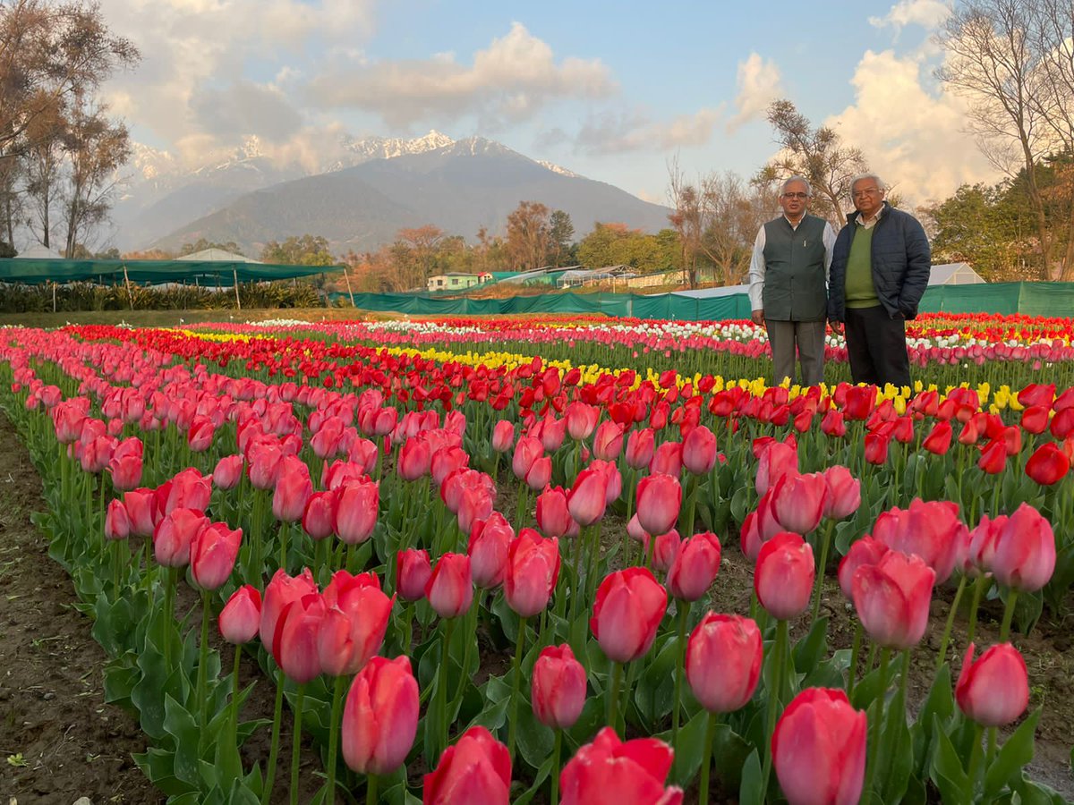 Tulips in full bloom in #HimachalPradesh 's first such garden. Kudos to team <a href="/CSIR_IHBT/">CSIR-Institute of Himalayan Bioresource Technology</a> 

<a href="/DrSanja87281635/">Dr. Sanjay kumar</a> <a href="/Bhavya100/">Bhavya Bhargava</a> <a href="/CSIR_IND/">CSIR, India</a>