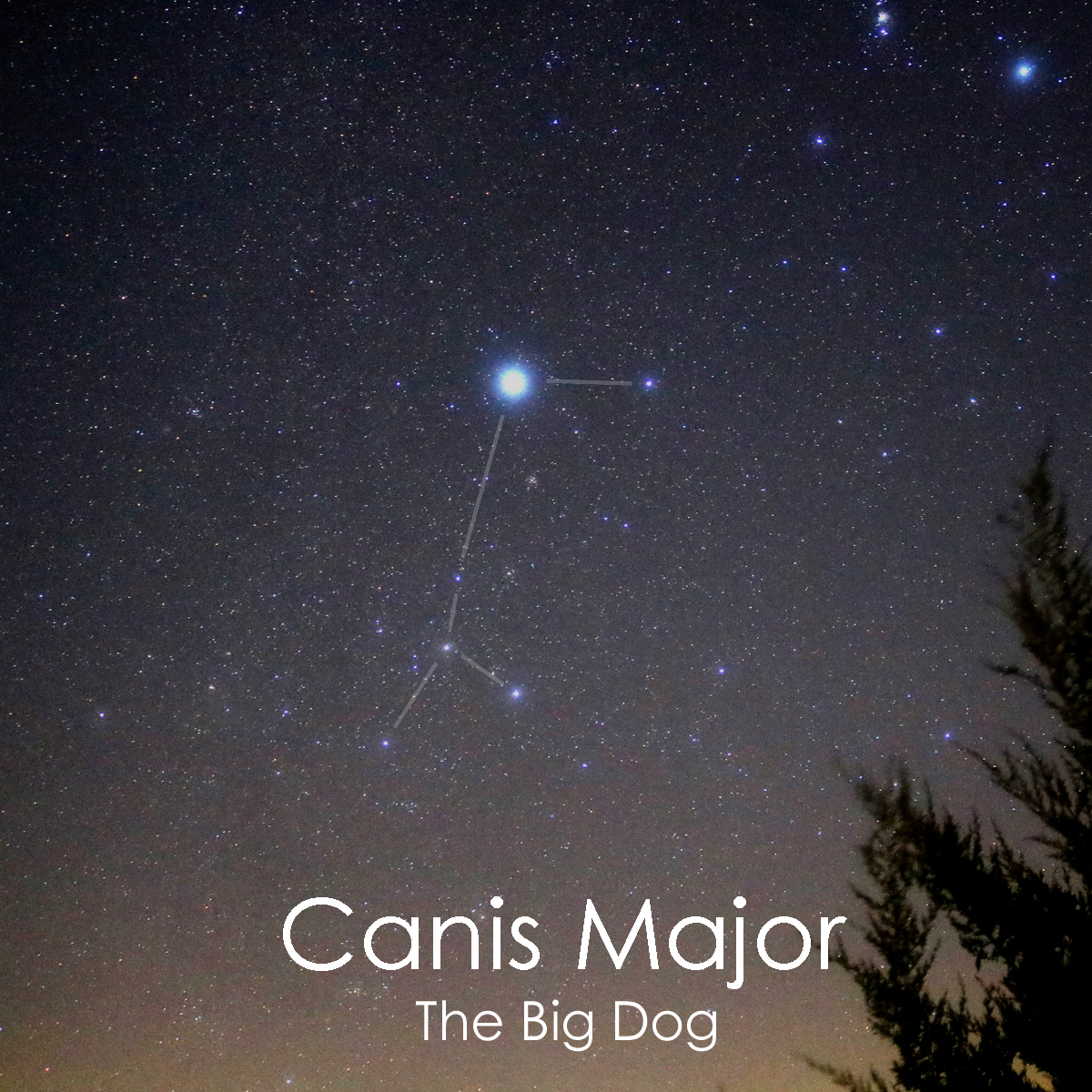 ronmscience's tweet photo. Another single-shot winter constellation portrait: here's Canis Major, the Big Dog, with Sirius as its brightest star. The lower part of Orion is visible to the upper right. (And guess which constellation is coming next!) #astrophotography https://t.co/fQfBbNhIBn