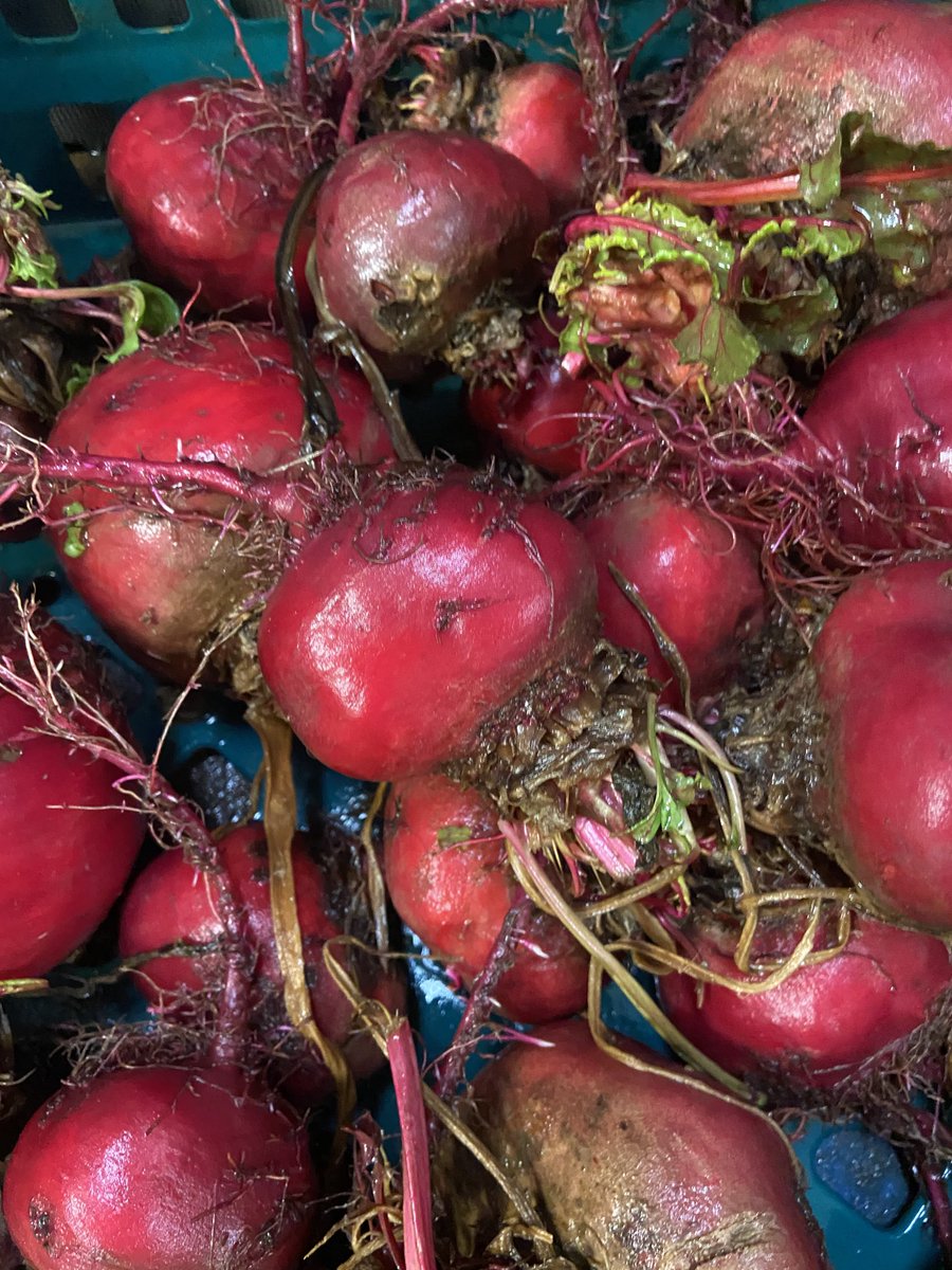 jtattshotmailc1's tweet photo. From ⁦@Ionafarm12⁩ , baby leeks, beetroot and baby turnips all available ⁦@tpfoodservice⁩ 🇮🇪🇮🇪🇮🇪 #supportirishfarming #sustainability https://t.co/HPMJwn58cB