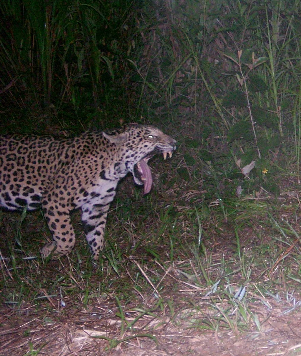 The number of photos we get like this... What, do #jaguars just walk around yawning all the time? Happy #FridayFelid from <a href="/whapavt/">WHAPA Lab</a> <a href="/vt_fishwild/">VT FISHWILD</a> #FelidFriday