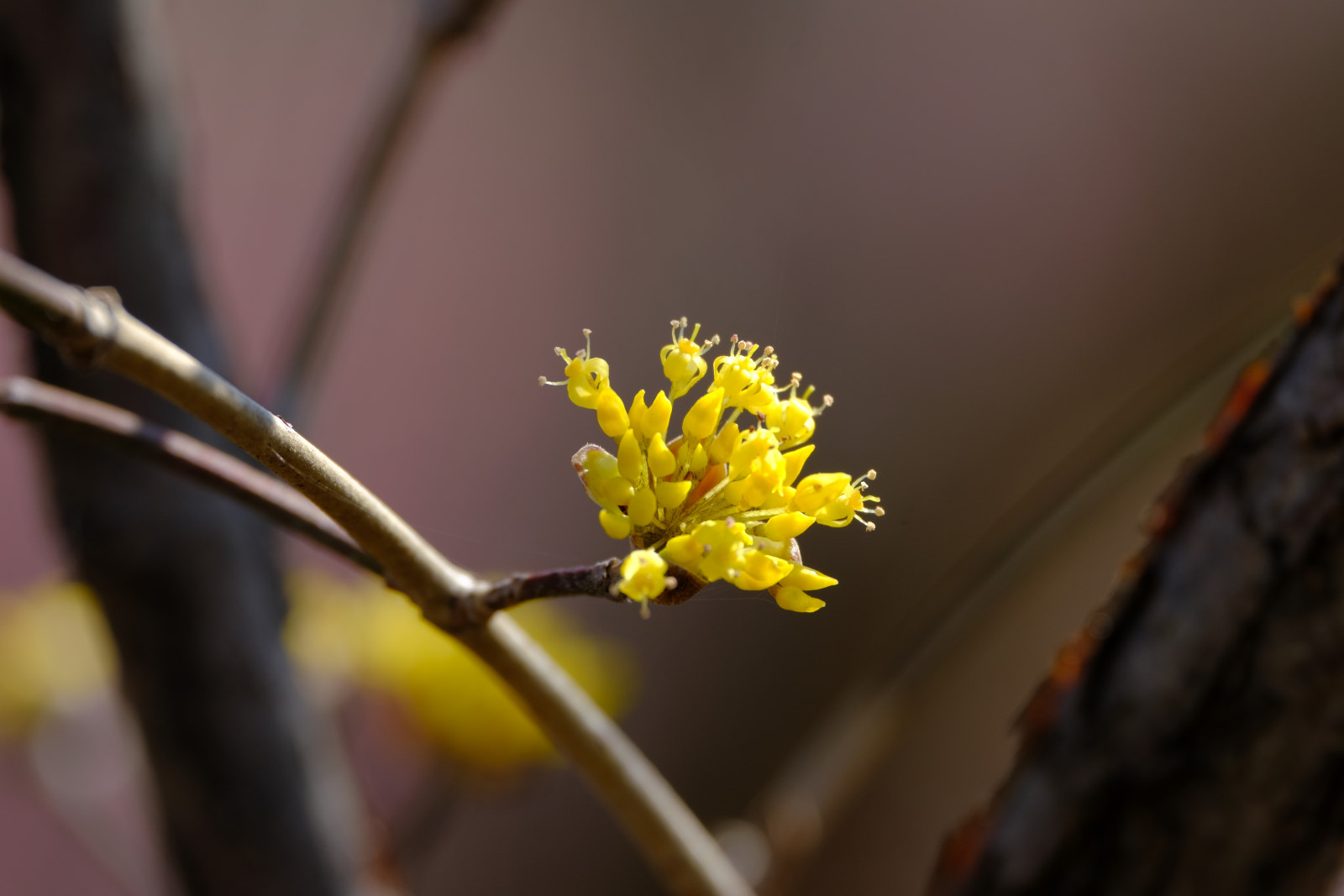 تويتر ぷくぷくタッケー على تويتر タッケー散歩道603 サンシュユ 山茱萸 難しい漢字ですね 花言葉は 持続 薬用植物です やっと咲き始めです 春に黄色い小さな花を咲かせます 春黄金花 とも言われます タッケー散歩道 サンシュユ T Co