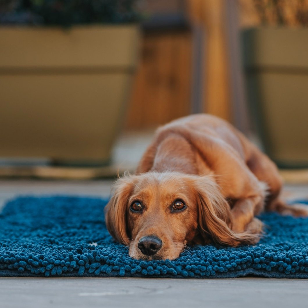 WoofWagWalk's tweet photo. Waiting for the weekend 💙 #dogsoftwitter #twitterdogcommunity #weekend https://t.co/07eMZvWALA