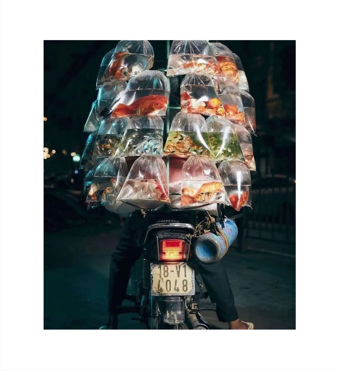 greenlensstudio's tweet photo. Fish seller in the streets of Vietnam, photographed by @jonenochphoto

#vietnam #moped #streetphotography #urban #magazine35mm #kodak #fish #lensculture #greenlens #photographystudio #studiohire #colourfulfish https://t.co/U1O4qukE0E